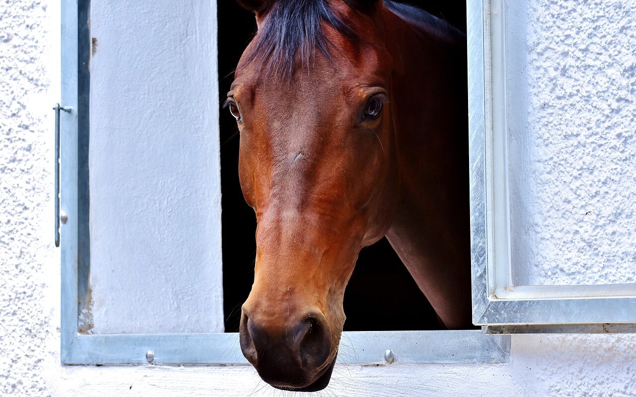 horse, brown, window