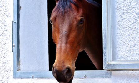 horse, brown, window